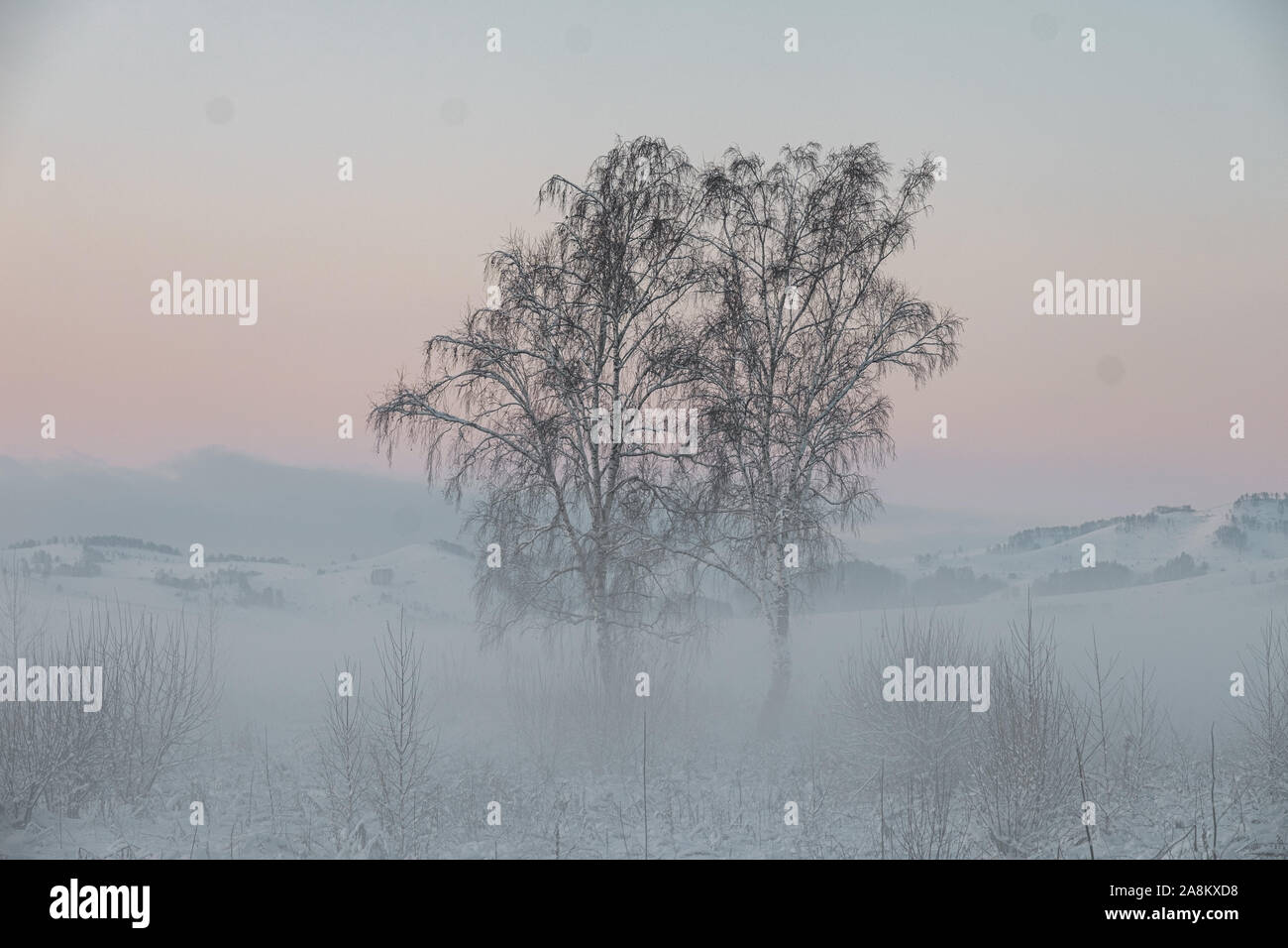 Russia asia siberia birch forest hi-res stock photography and images ...