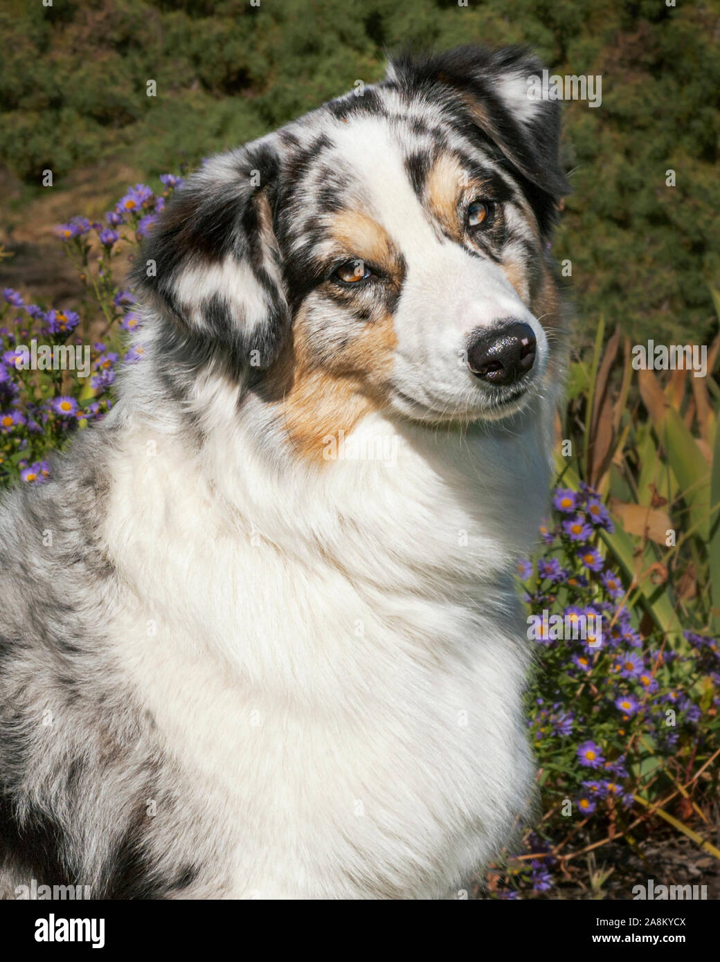 Merle With Collar Stock Photos Merle With Collar Stock Images