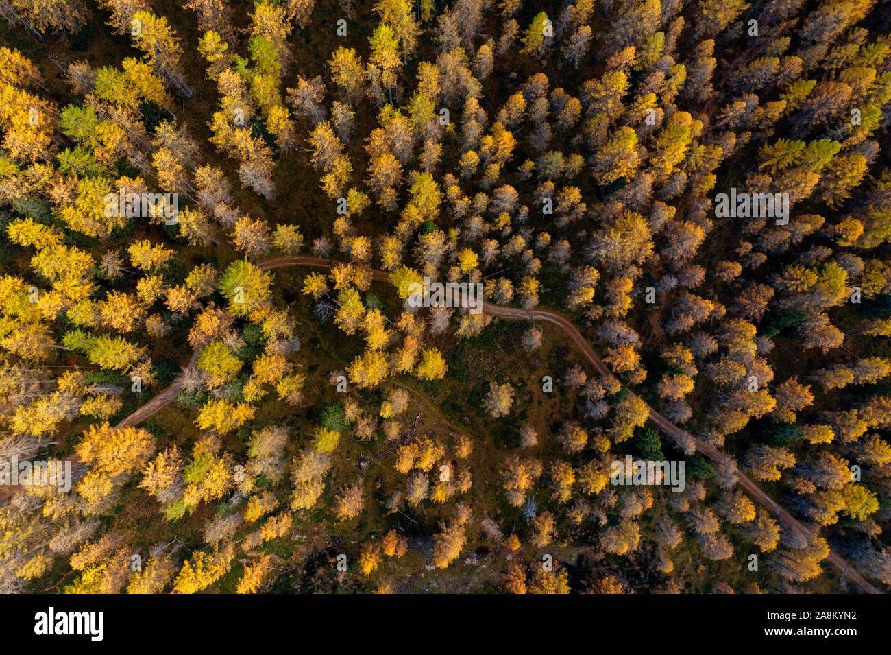Flying above top pine trees hi-res stock photography and images - Alamy