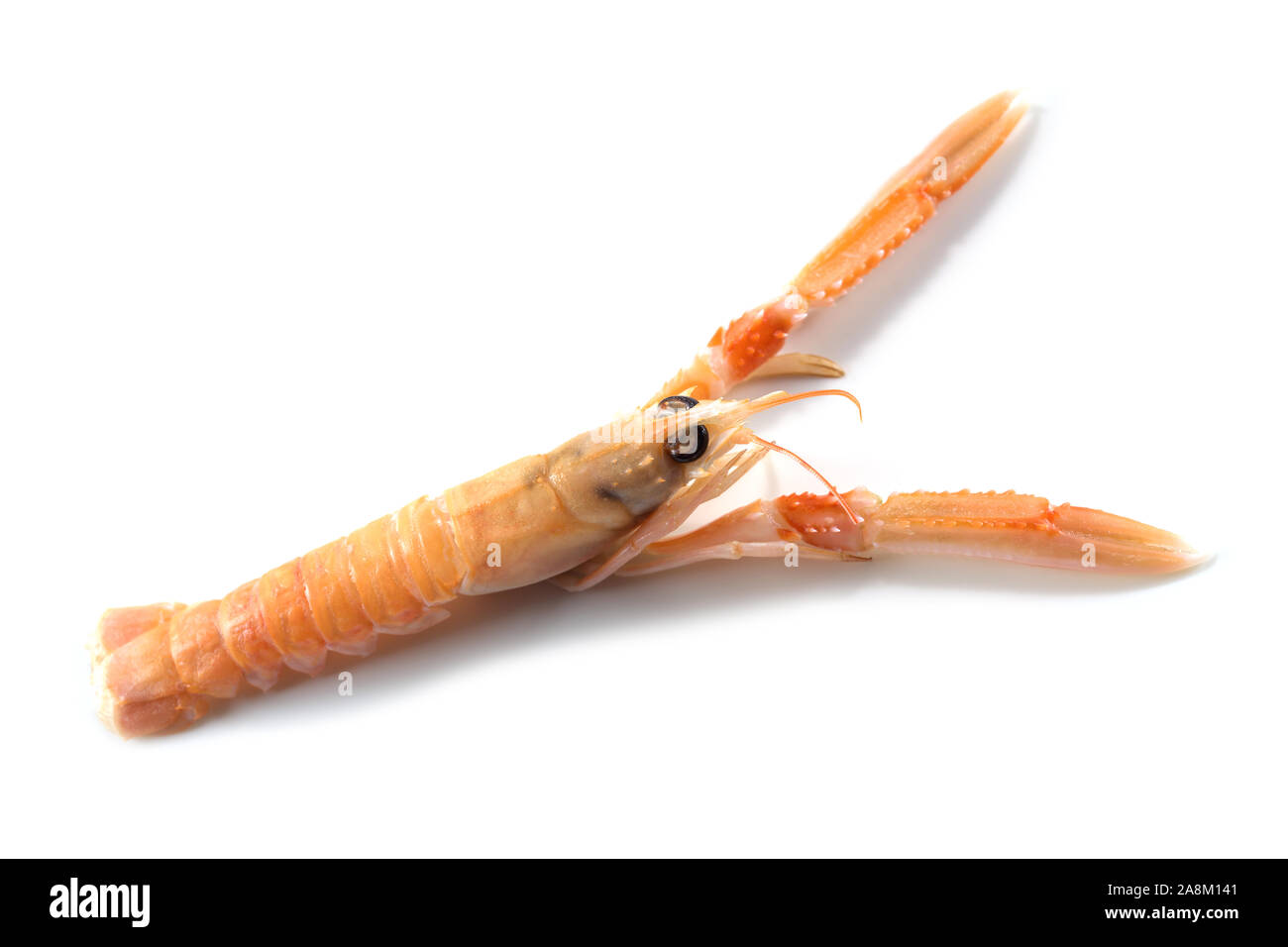 Langoustine also called scampi or Norway Lobster, expensive seafood ...