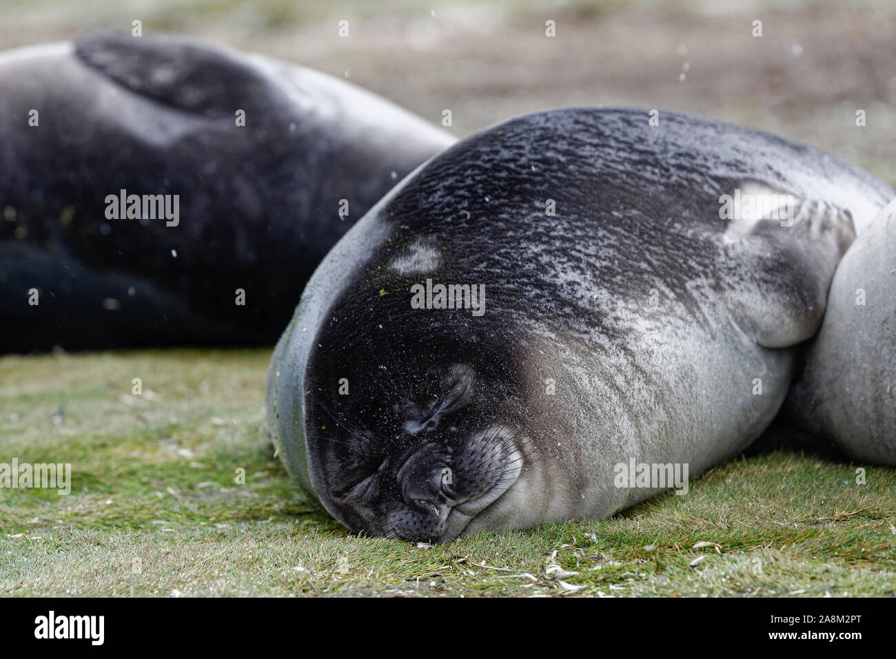 Southern elephant seal, juvenil, lies sleeping on green gras while it is snowing. Salisbury Plain, South Georgia Stock Photo