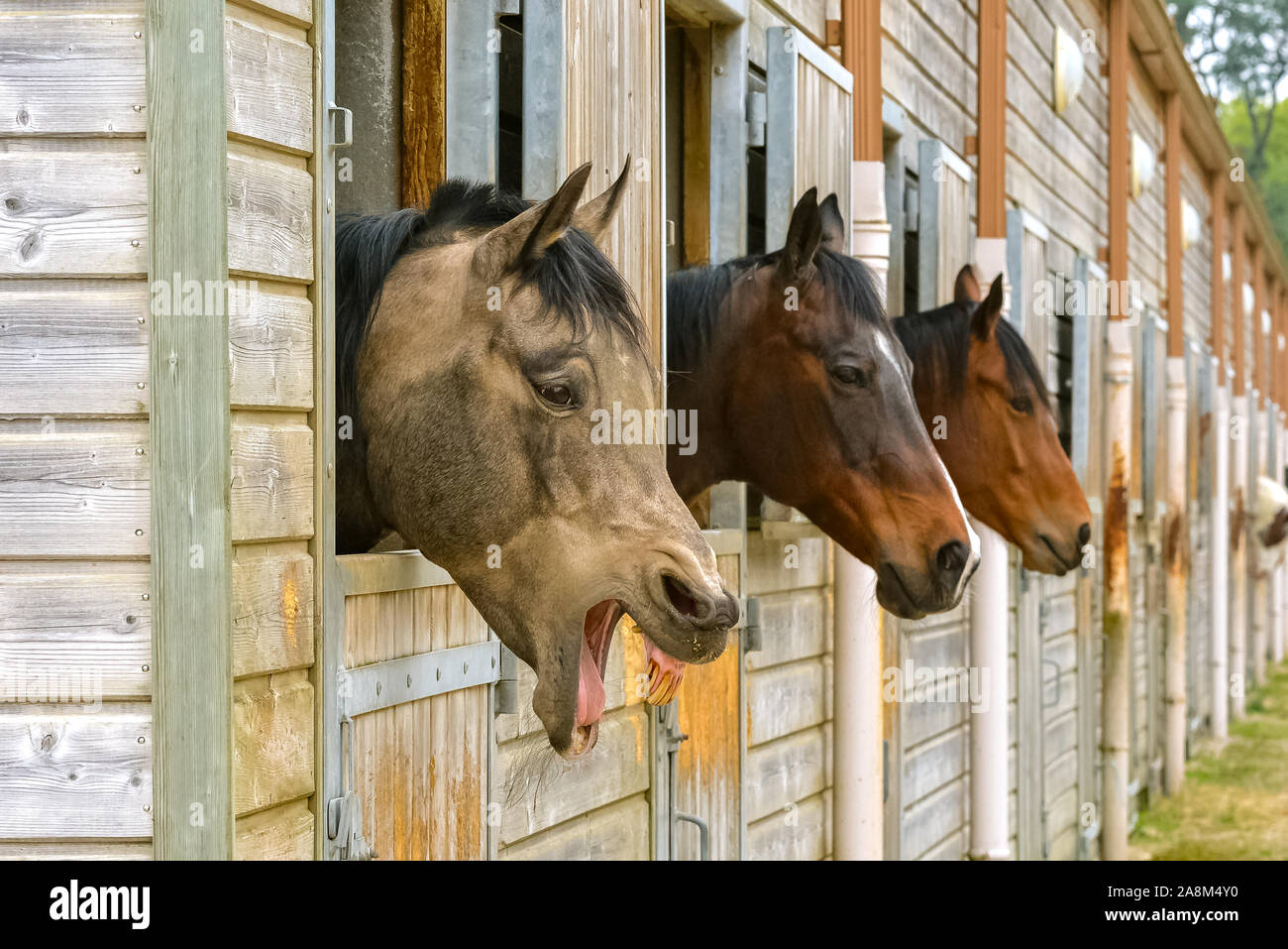 Old horse old nag hires stock photography and images Alamy