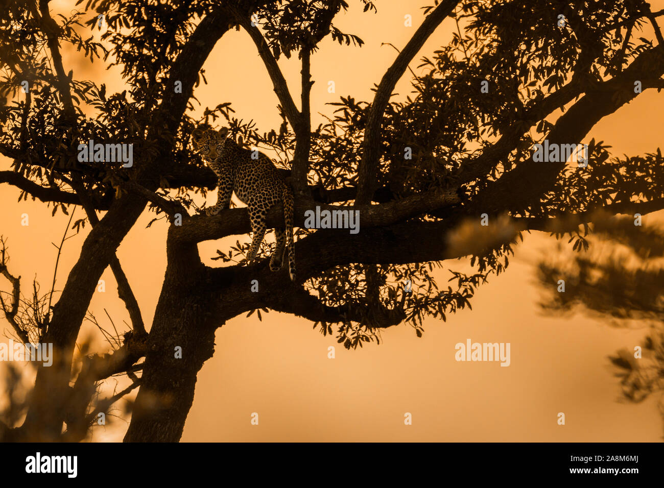 Leopard silhouette hi-res stock photography and images - Alamy