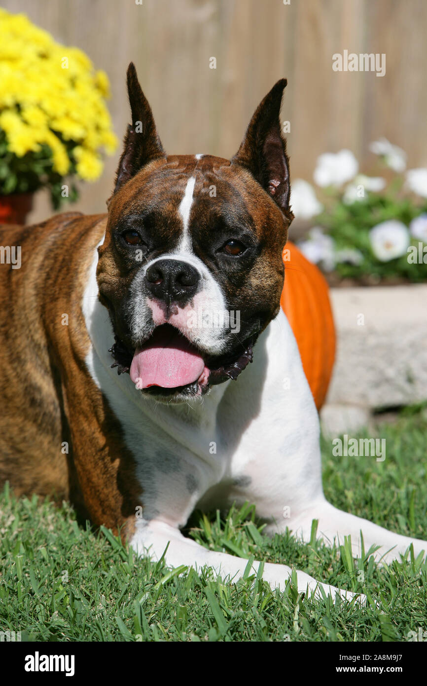 Portrait Boxer Puppy Lying Down High Resolution Stock Photography And Images Alamy Portrait Boxer Puppy Lying Down High Resolution Stock Photography And Images Alamy