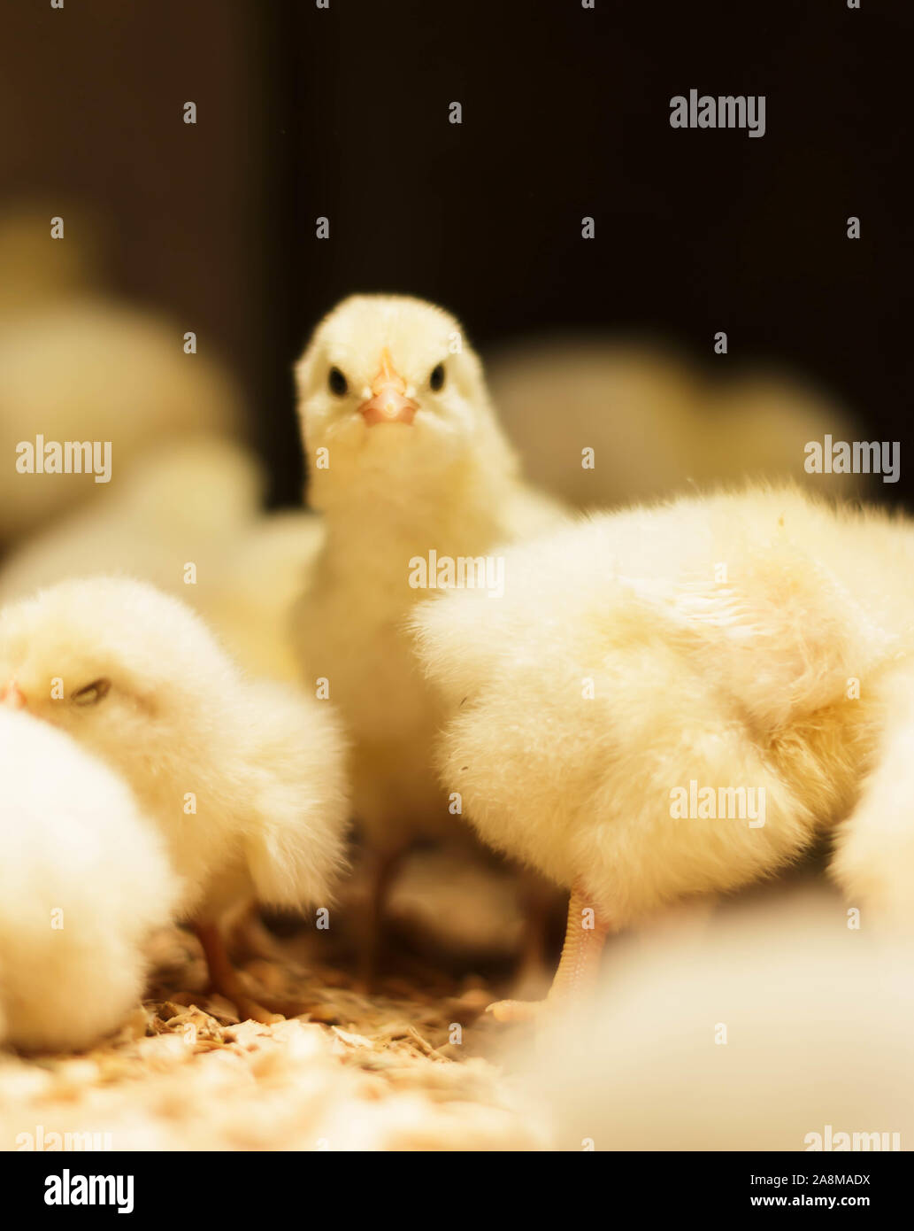 Bresse Gauloise Chicken Chick, 1 day, to 2 weeks, Bresse Küken, in Janja, Bosnia Stock Photo