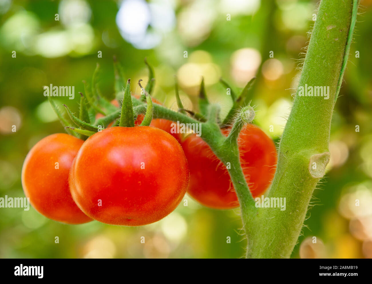 угощать во сне помидорами. томат красное море. круглый куст помидора. видеть во сне помидоры красные на кустах. к чему снятся помидоры.