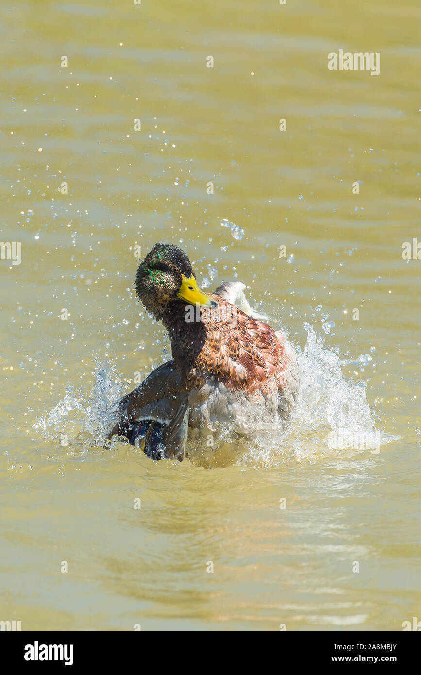 Mallard duck which comes out of the water, splashing Stock Photo