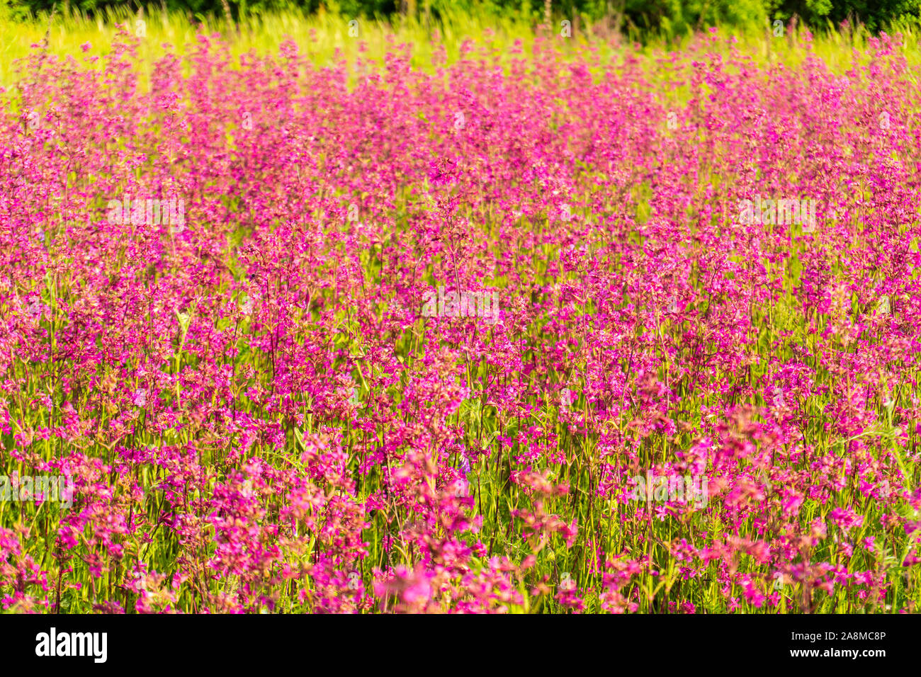 Green field pink sunset hi-res stock photography and images - Alamy