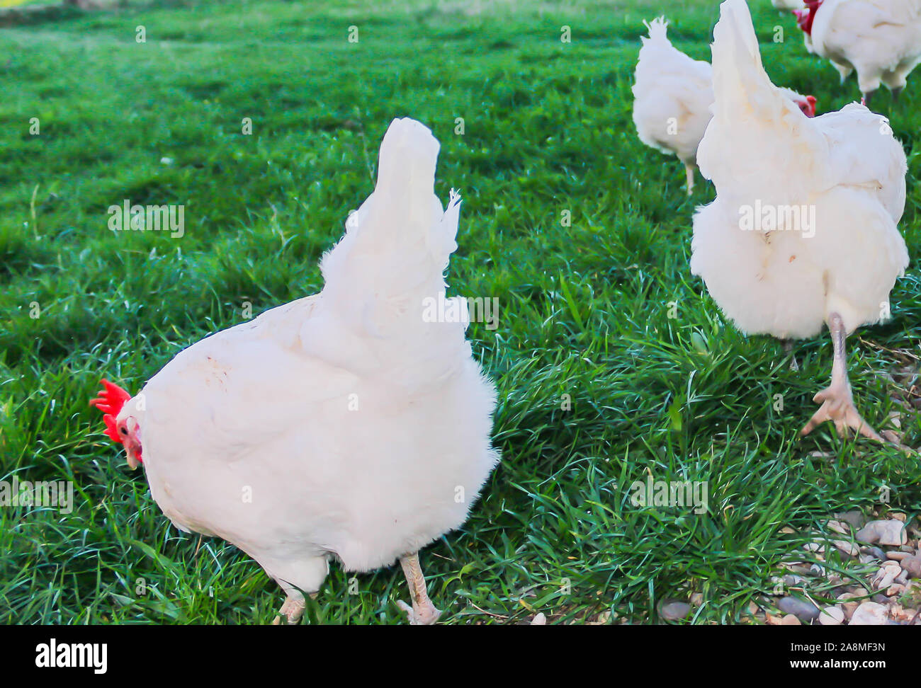 Bresse Gauloise Chicken, Huhn, in Janja Bosnia Stock Photo