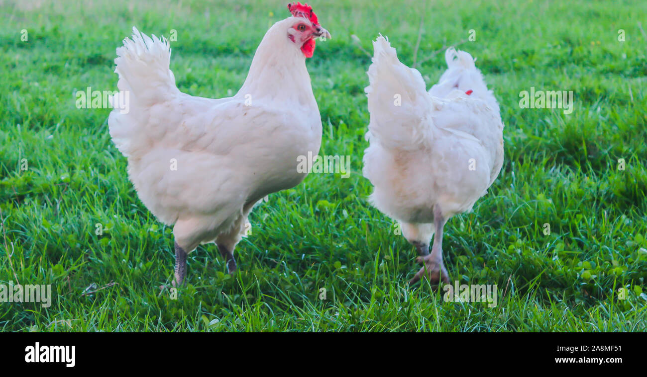 Bresse Gauloise Chicken, Huhn, in Janja Bosnia Stock Photo