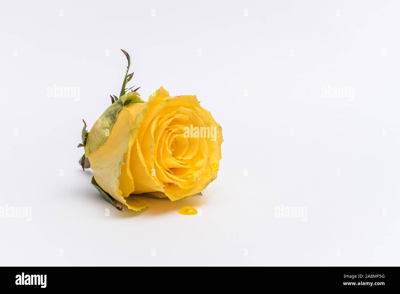 Crying rose hi-res stock photography and images - Alamy