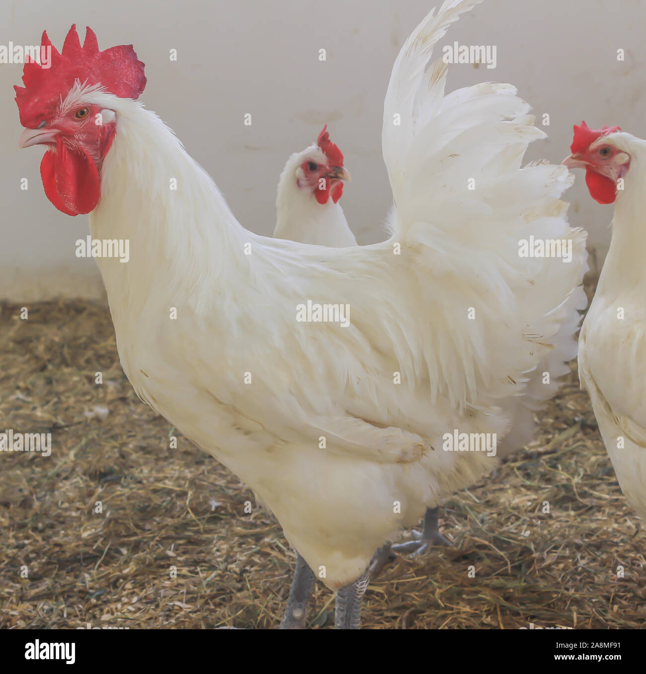 Bresse Gauloise Chicken, Rooster, Huhn, Hahn, 16 Week old, in Janja ...