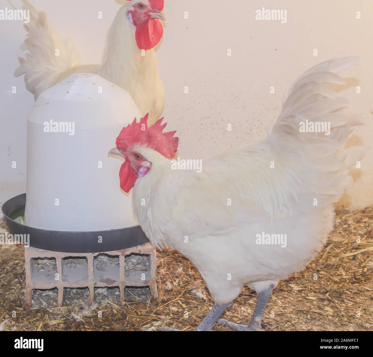 Bresse Gauloise Chicken, Rooster, Huhn, Hahn, 16 Week old, in Janja ...