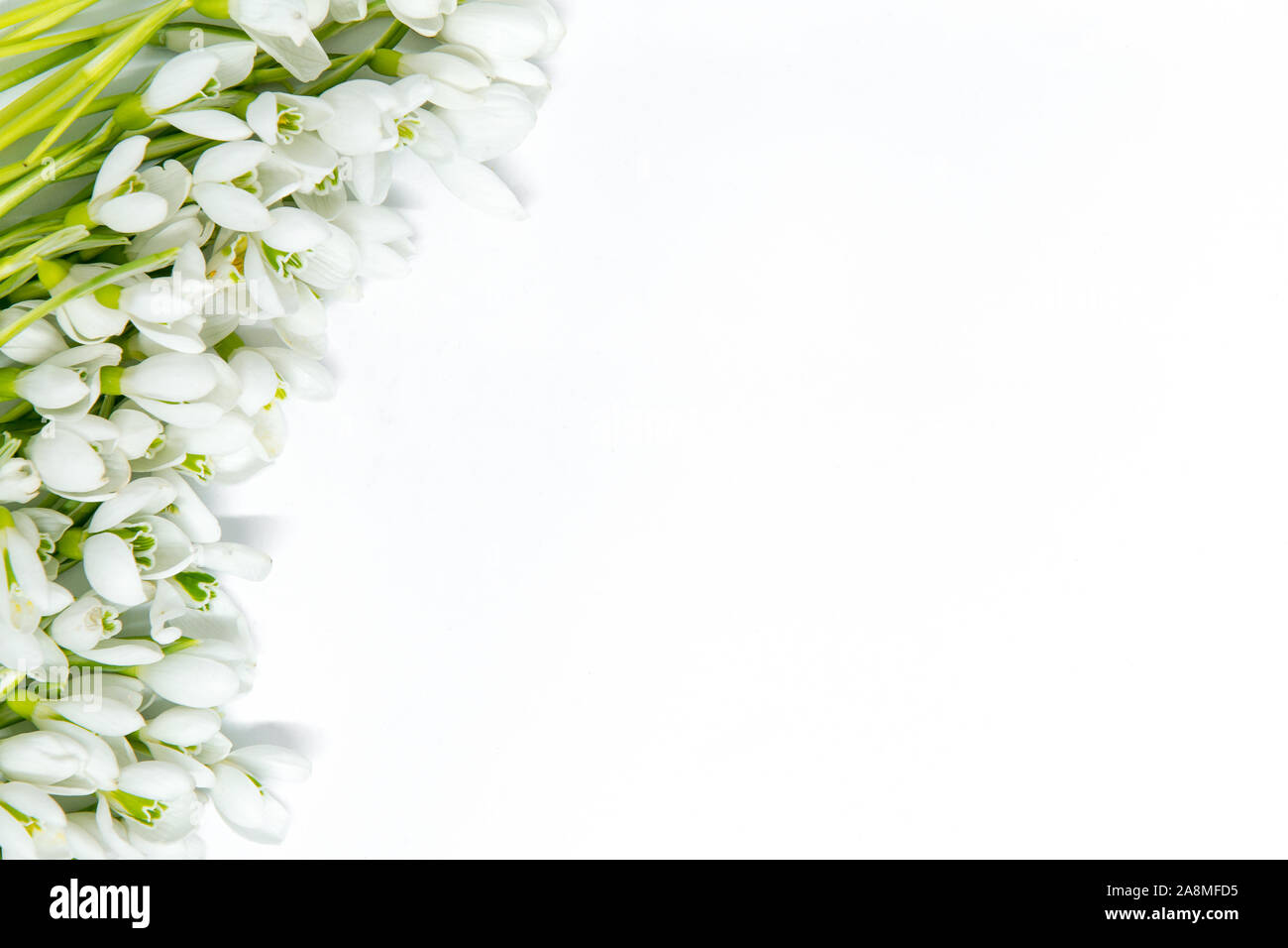 delicate snowdrops on white background with copy space Stock Photo