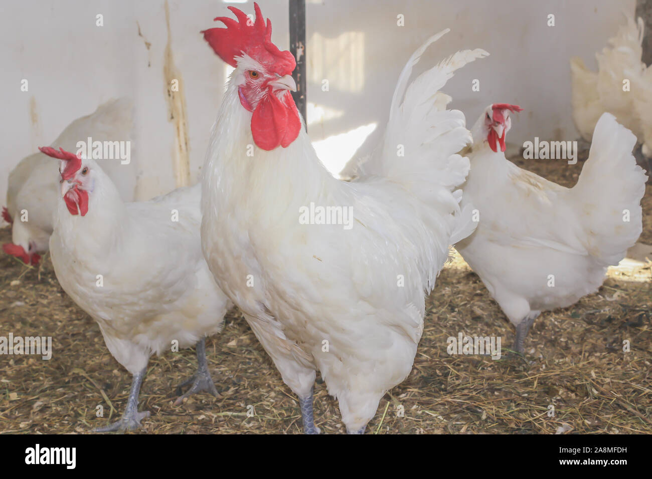 Bresse Gauloise Chicken, Rooster, Huhn, Hahn, 16 Week old, in Janja Bosnia Stock Photo