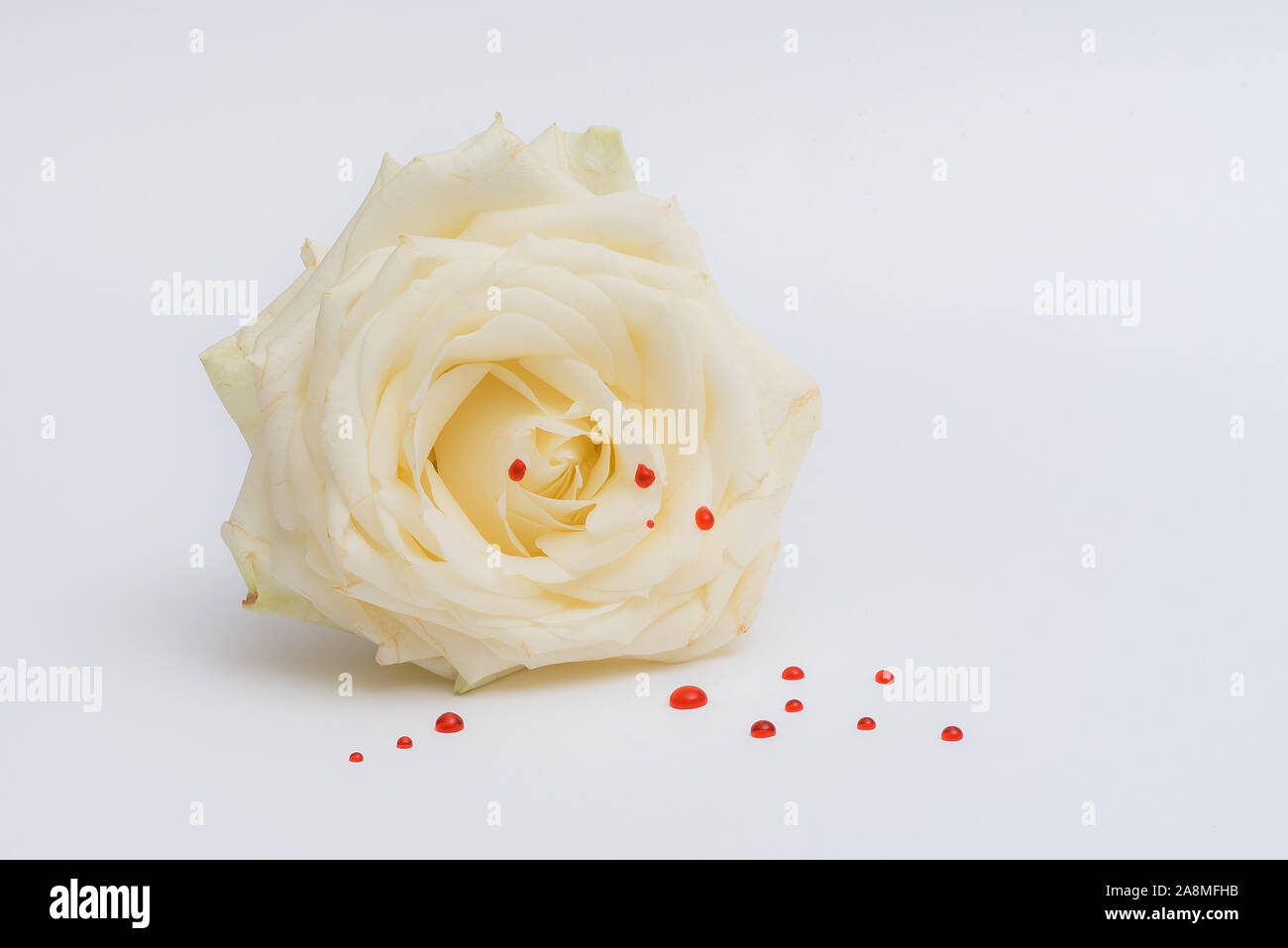White rose with red drops isolated on a white background Stock Photo