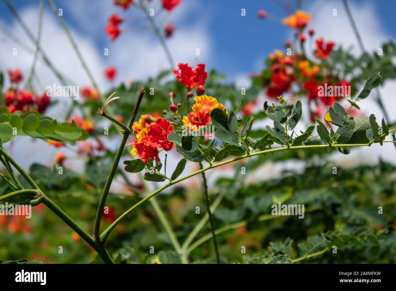 Red green yellow contrast hires stock photography and images Alamy