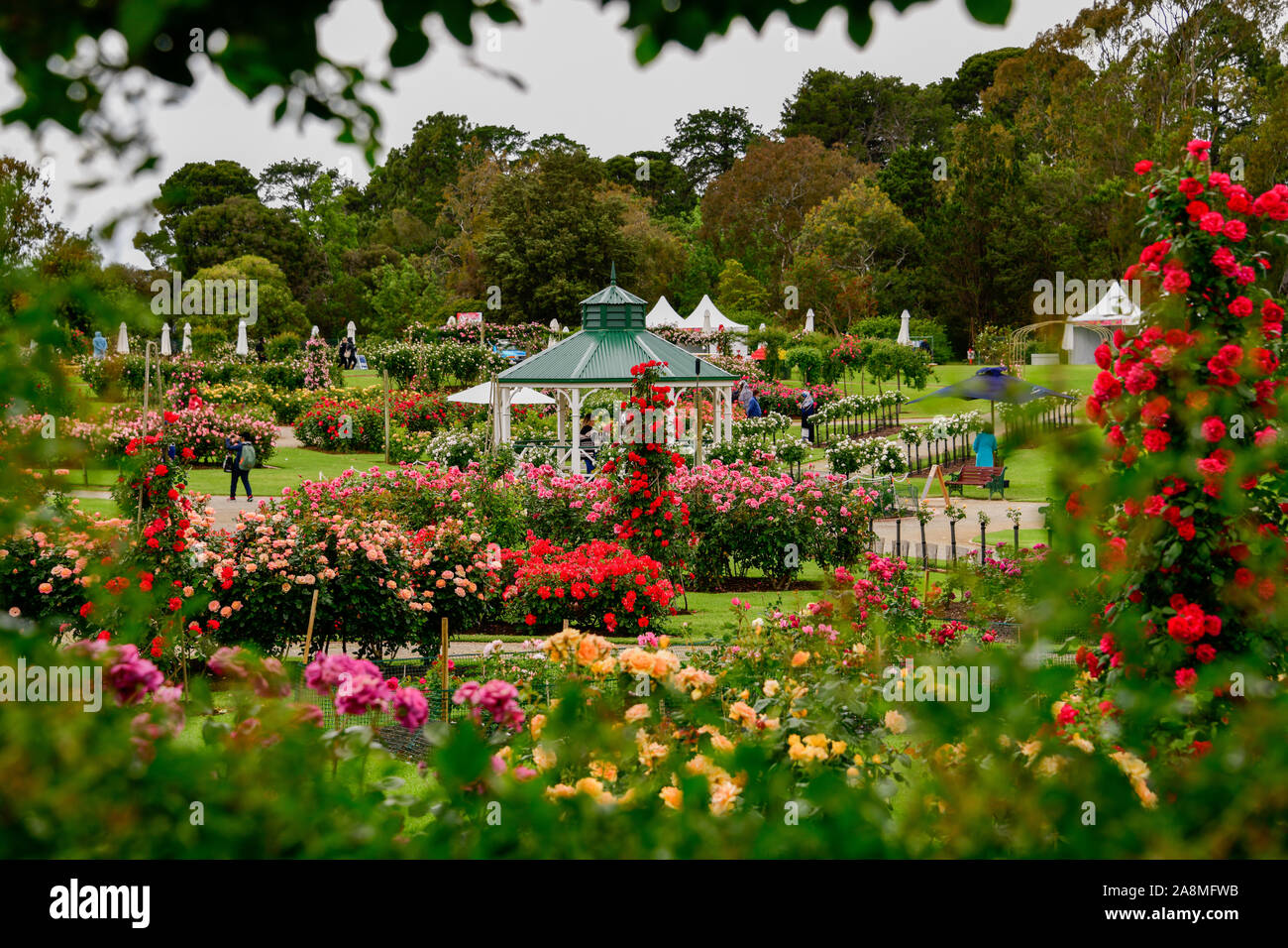 State Rose & Garden Show, Werribee Mansion, Victoria, Australia Stock