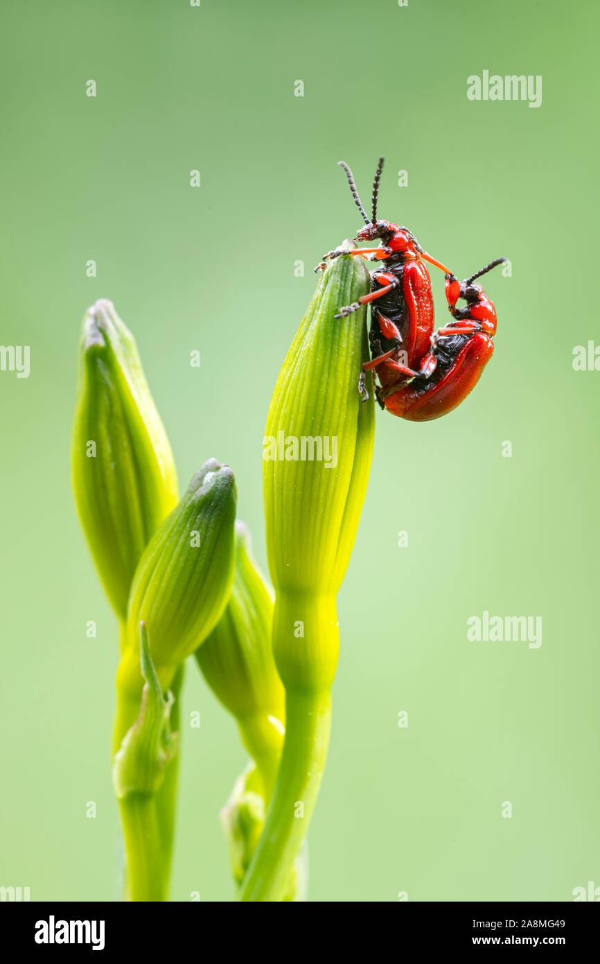 Scarlet lily beetle (Lilioceris lilii), mating on a green plant, Schwaz, Tyrol, Austria Stock Photo
