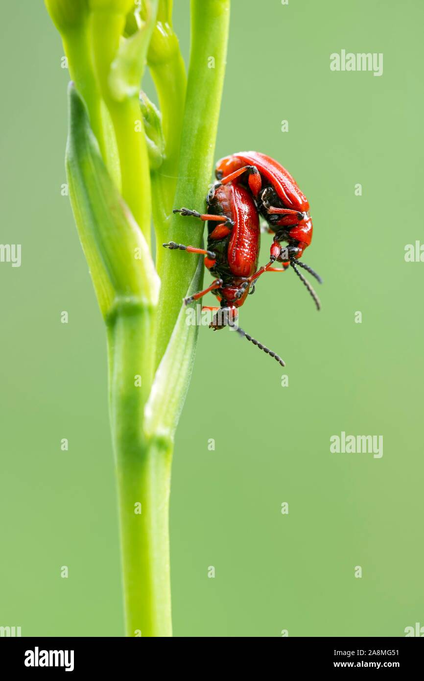 Scarlet lily beetle (Lilioceris lilii), mating on a green plant, Schwaz, Tyrol, Austria Stock Photo
