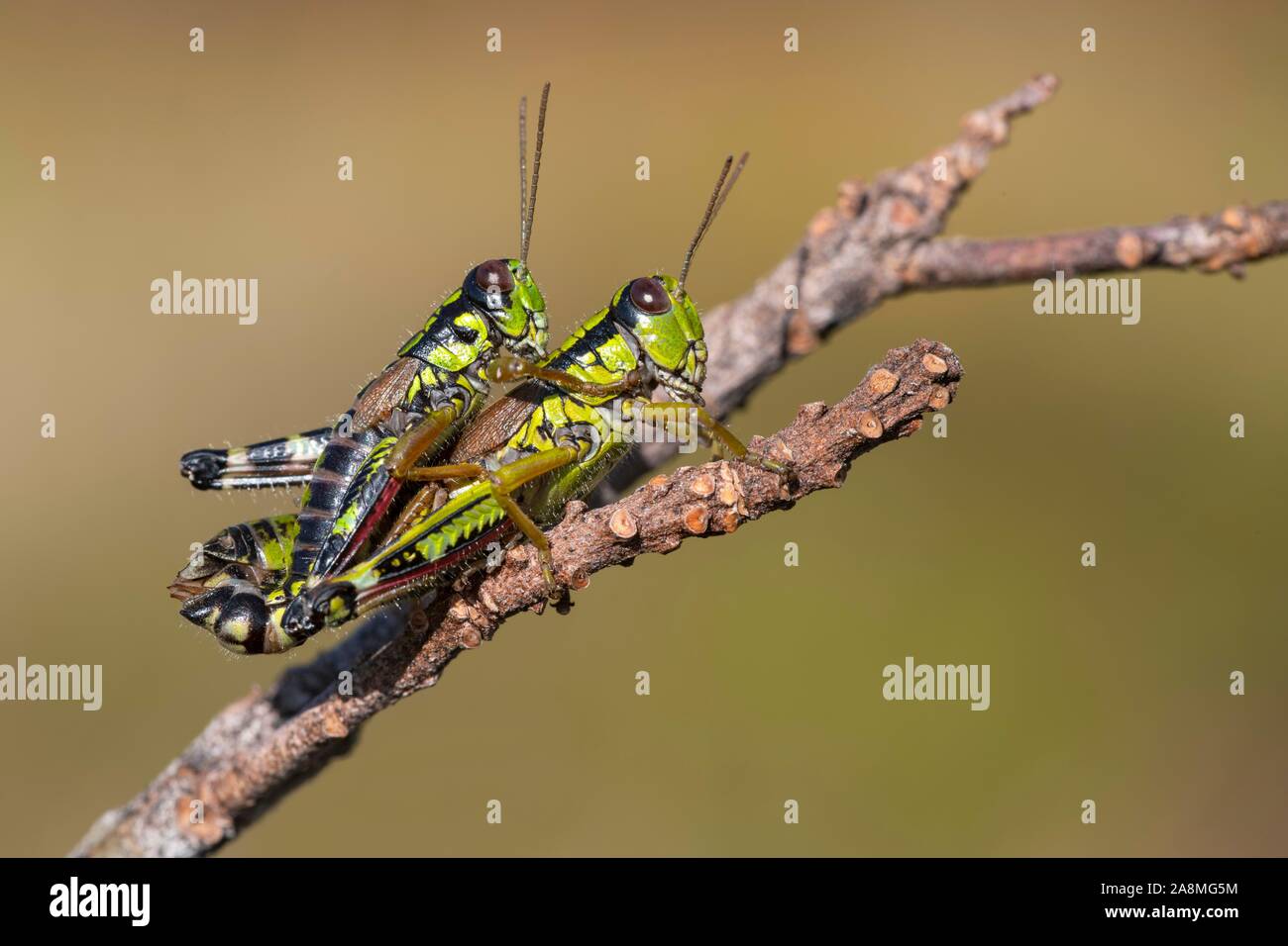 Green Mountain Grasshopper (Miramella alpina), mating on one branch, Schwaz, Tyrol, Austria Stock Photo