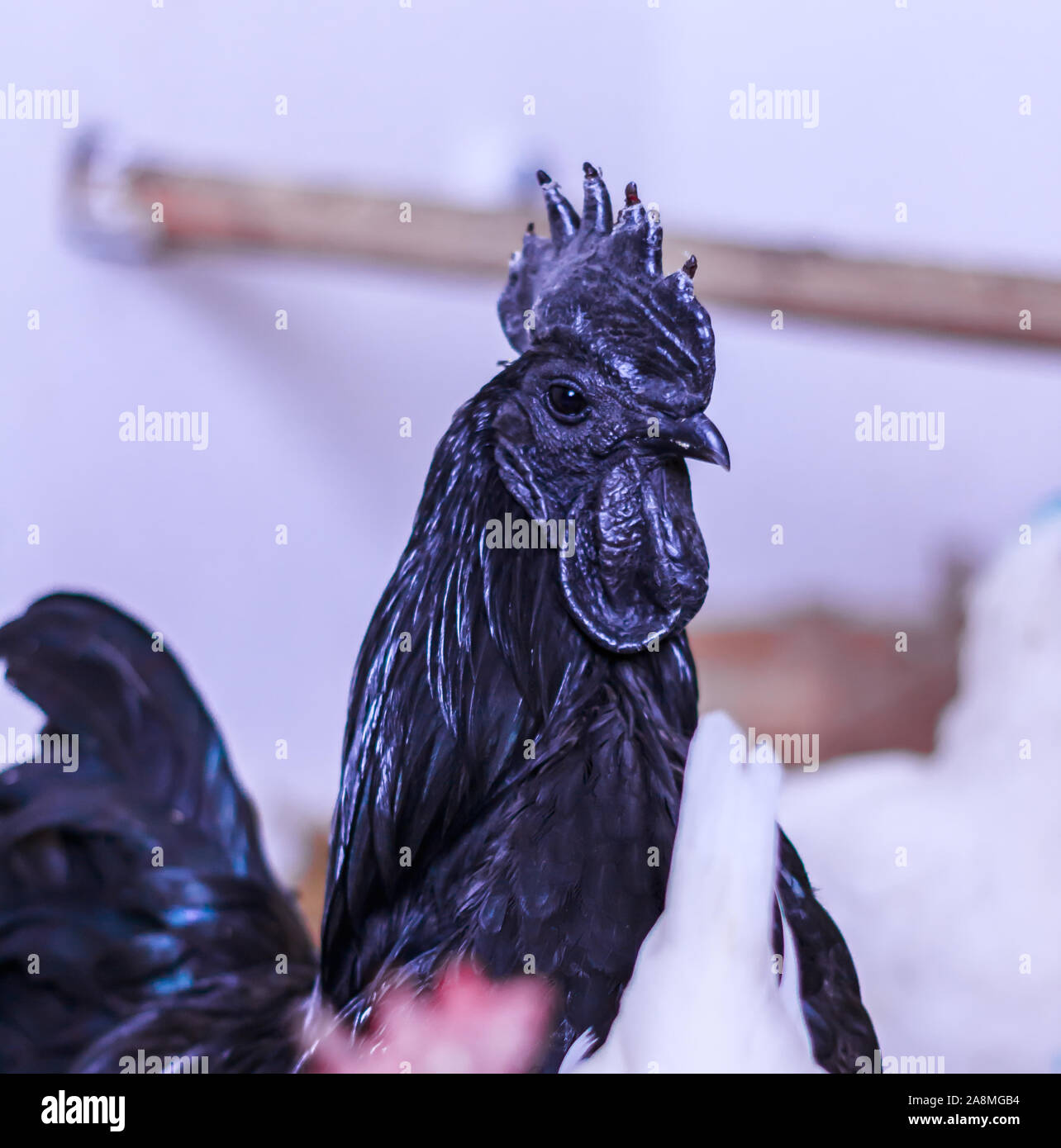 Ayam Cemani, Chicken, Rooster, Hahn, in Janja Bosnia Stock Photo