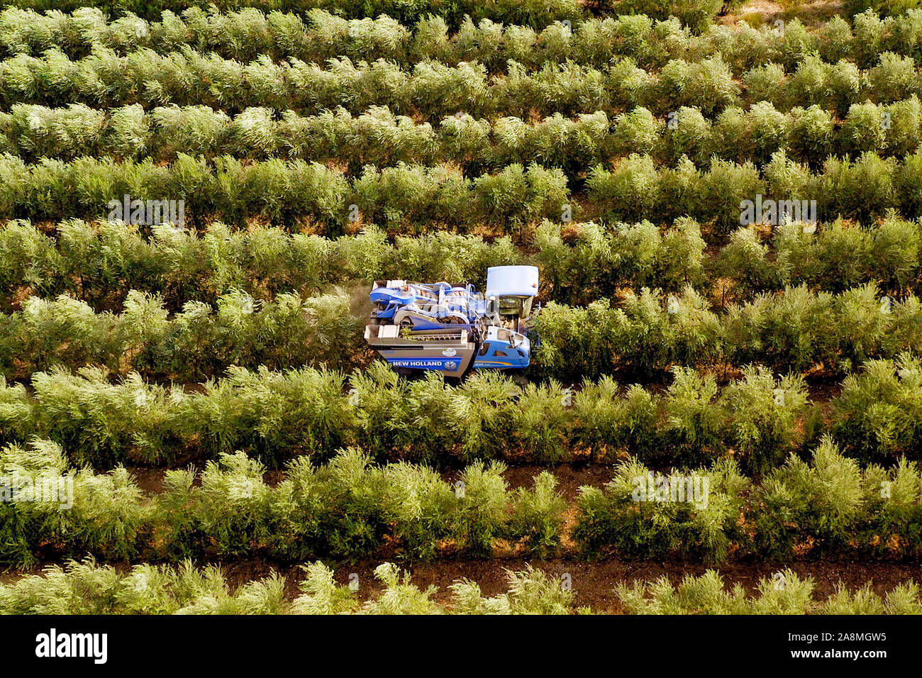 New Holland Olive harvester working in a field, Aerial image. Stock Photo