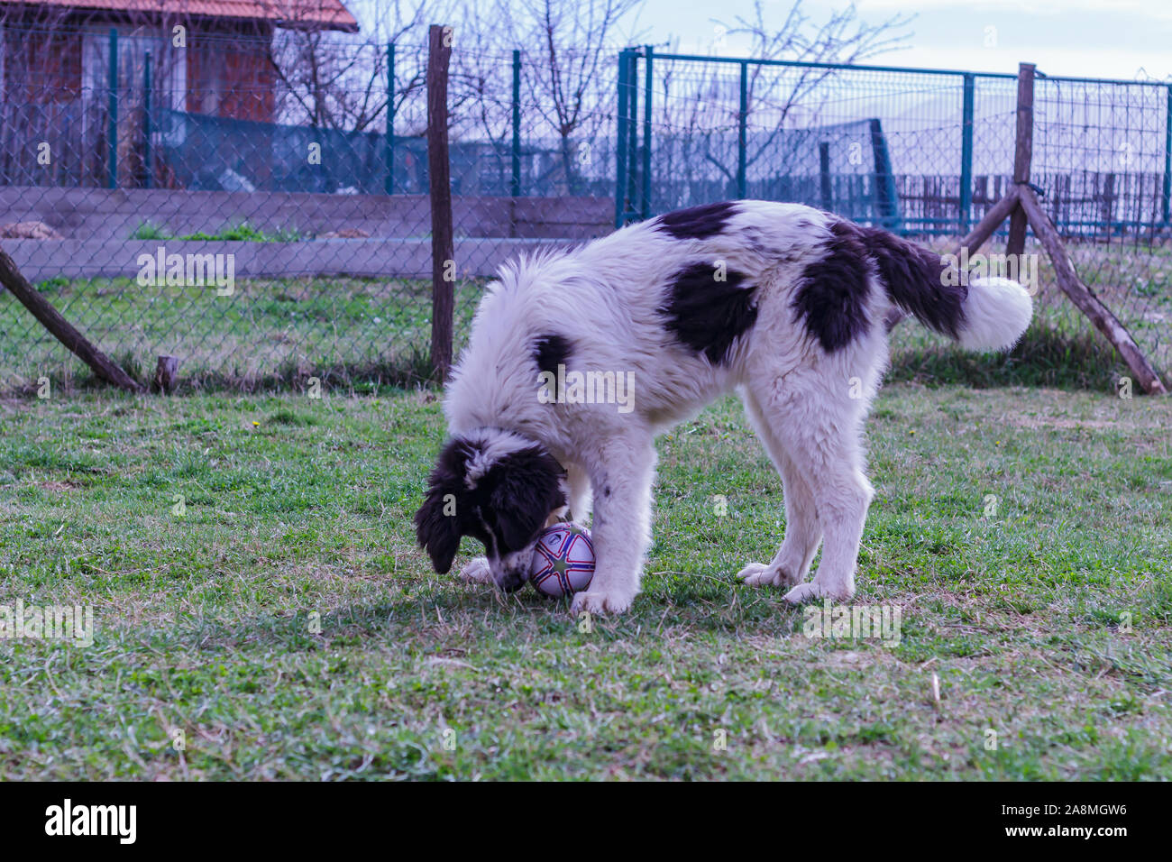 Livestock Guardian Dog, Ciobanesc Romanesc de Bucovina, herding dog of Romania, shepherd dog of Bukovina, LGD in Janja Bosnia Stock Photo