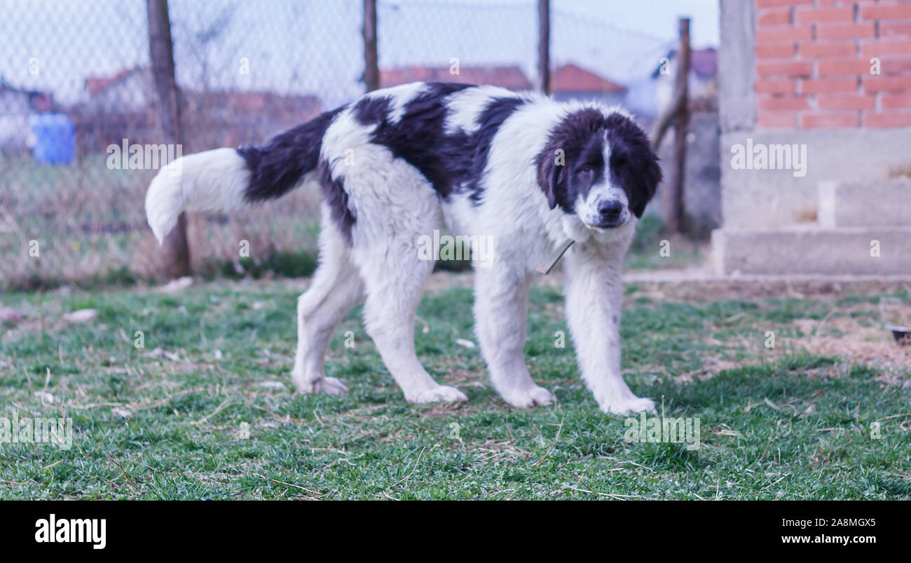Livestock Guardian Dog, Ciobanesc Romanesc de Bucovina, herding dog of Romania, shepherd dog of Bukovina, LGD in Janja Bosnia Stock Photo