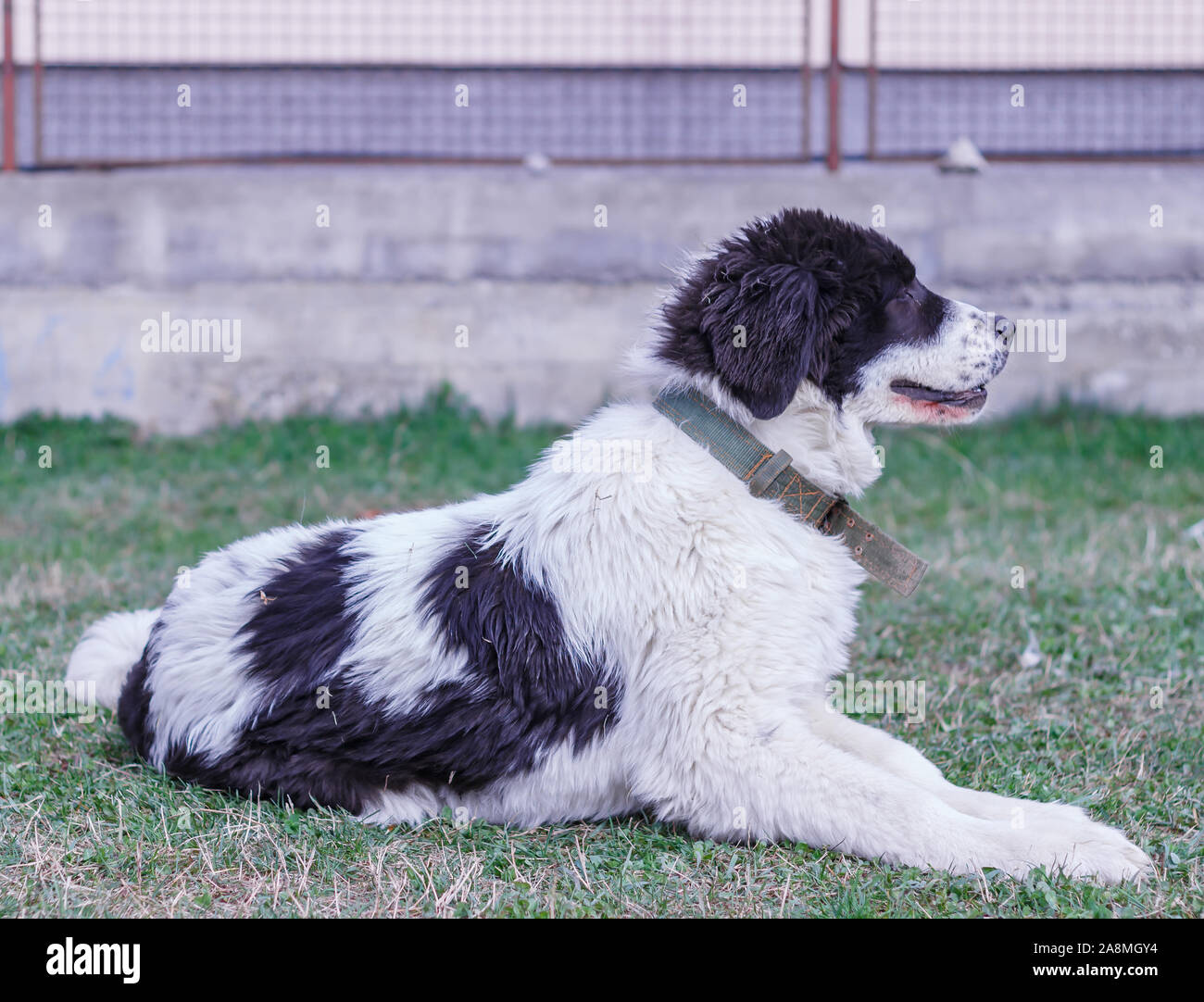 Bucovina Shepherd Dog High Resolution Stock Photography And Images Alamy