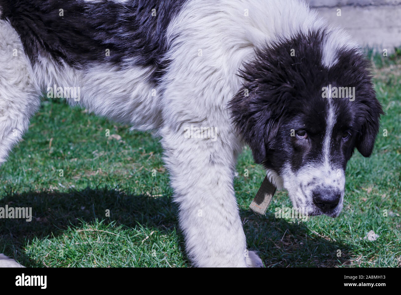Livestock Guardian Dog, Ciobanesc Romanesc de Bucovina, herding dog of Romania, shepherd dog of Bukovina, LGD in Janja Bosnia Stock Photo
