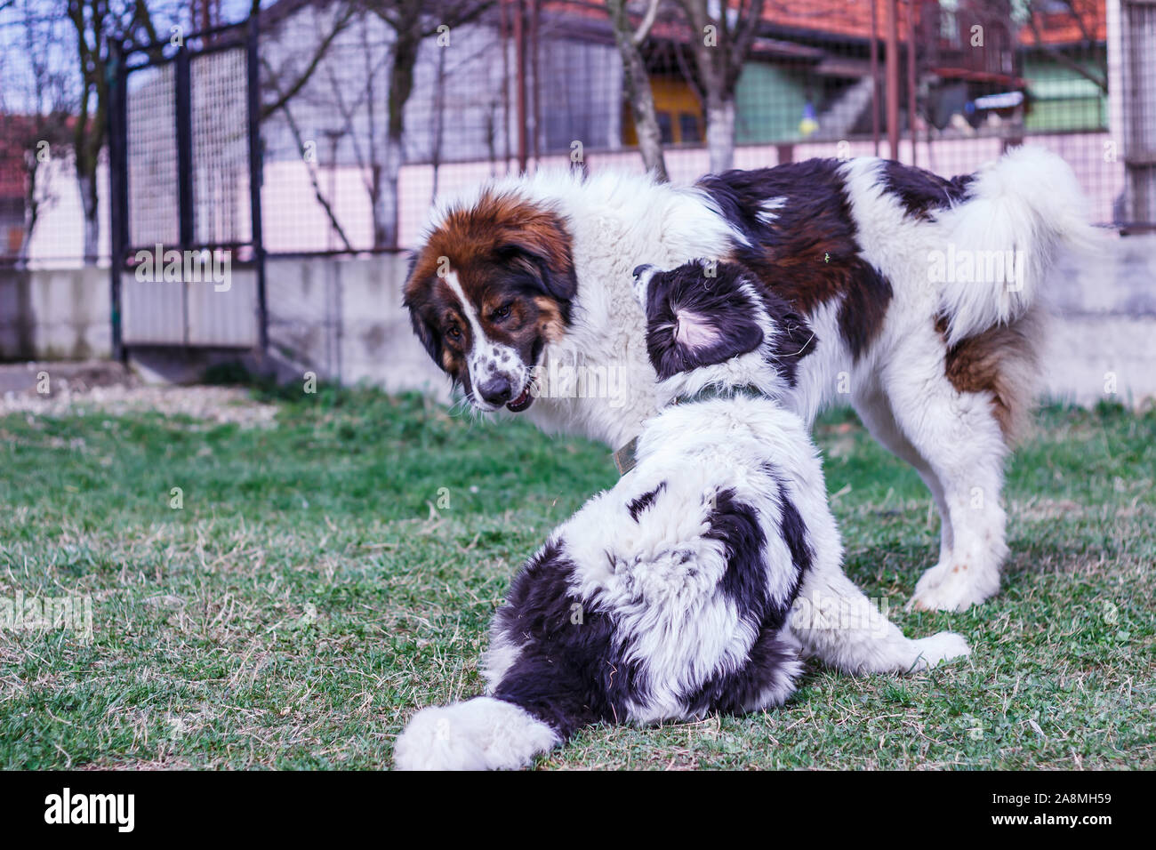 Livestock Guardian Dog, Tornjak from Vlasic mountain and Ciobanesc Romanesc de Bucovina, herding dog, shepherd dog, LGD at play in Janja Bosnia Stock Photo