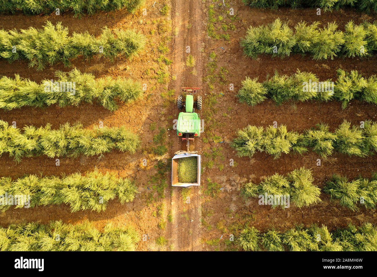 Green Tractor and trailer loaded with fresh Harvested ripe Olives