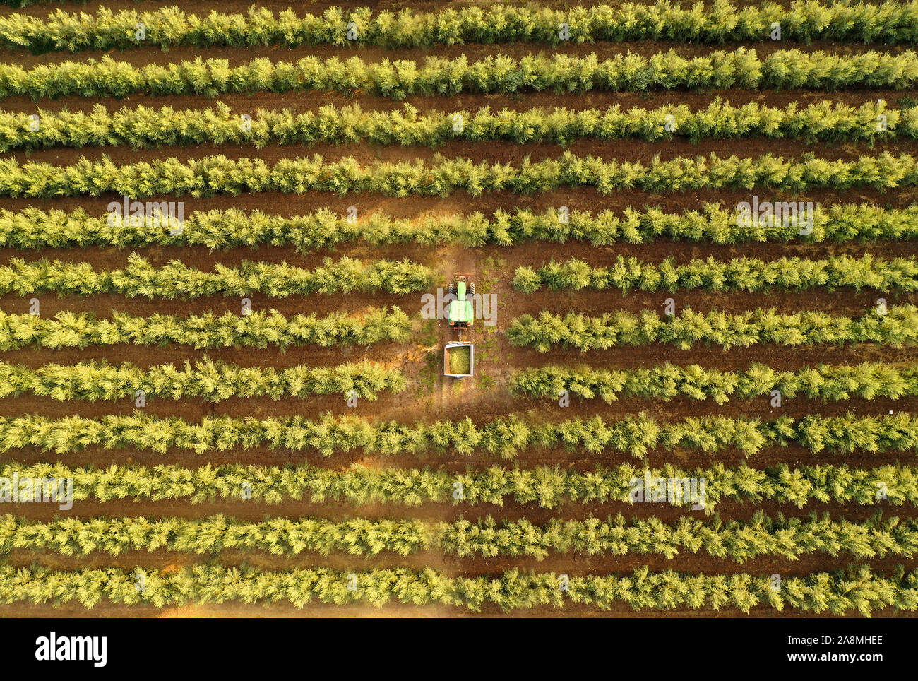 Green Tractor and trailer loaded with fresh Harvested ripe Olives