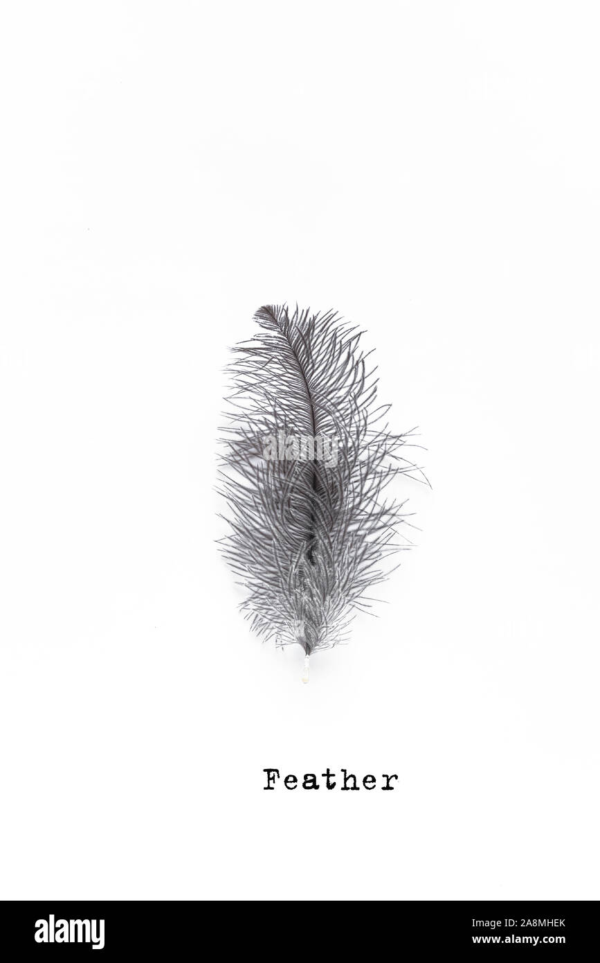 Grey Fluffy Feather isolated on white background, creative design element. Stock Photo