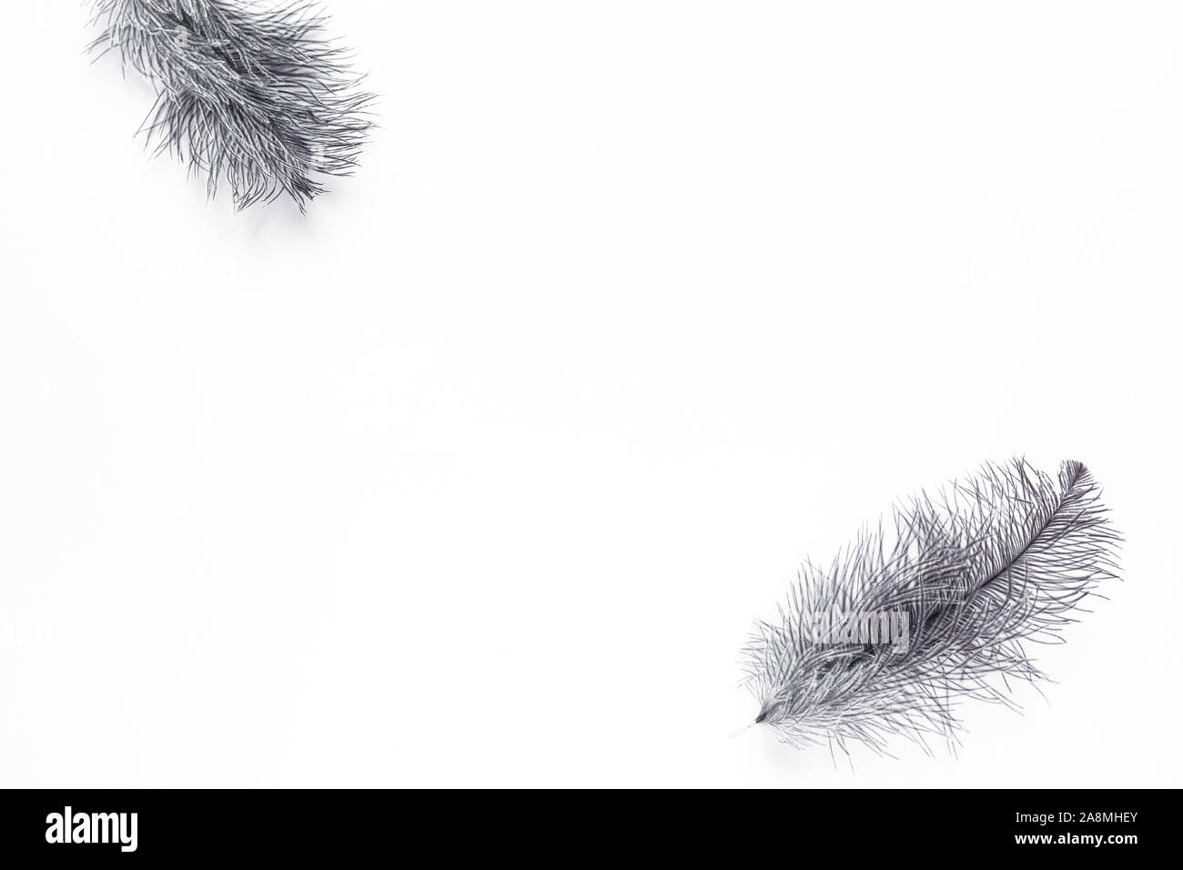 Grey Fluffy Feathers on white background, creative flat lay, copy space. Stock Photo