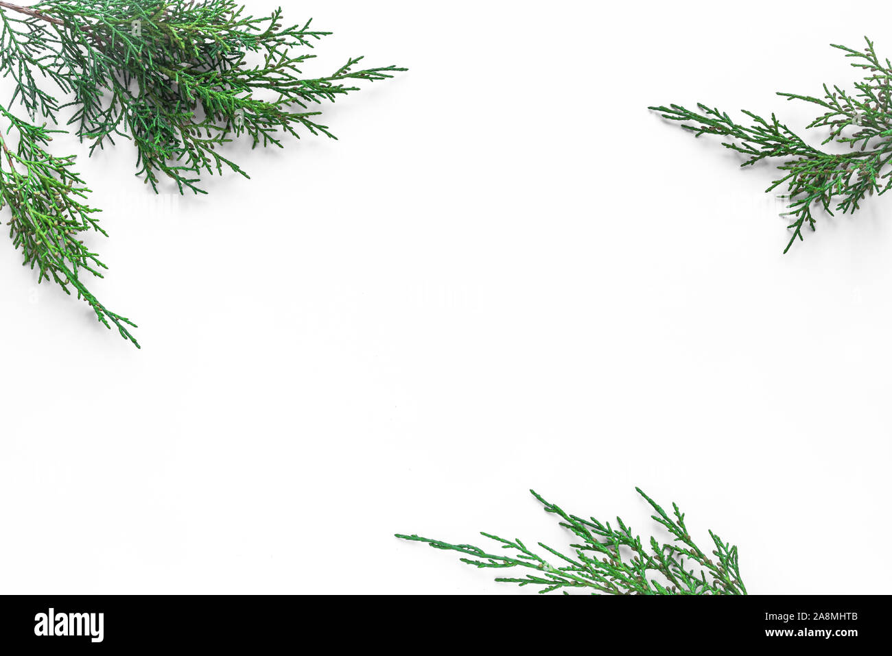 Thuja evergreen plant branches on white background. Top view, copy space. Stock Photo