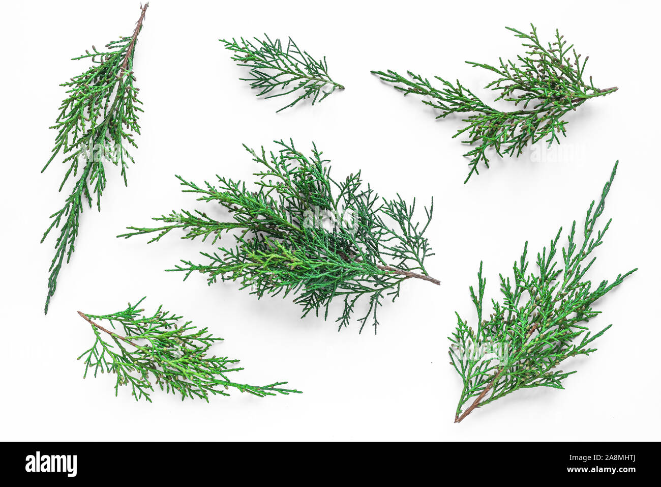 Thuja evergreen plant branches collection on white background. Stock Photo