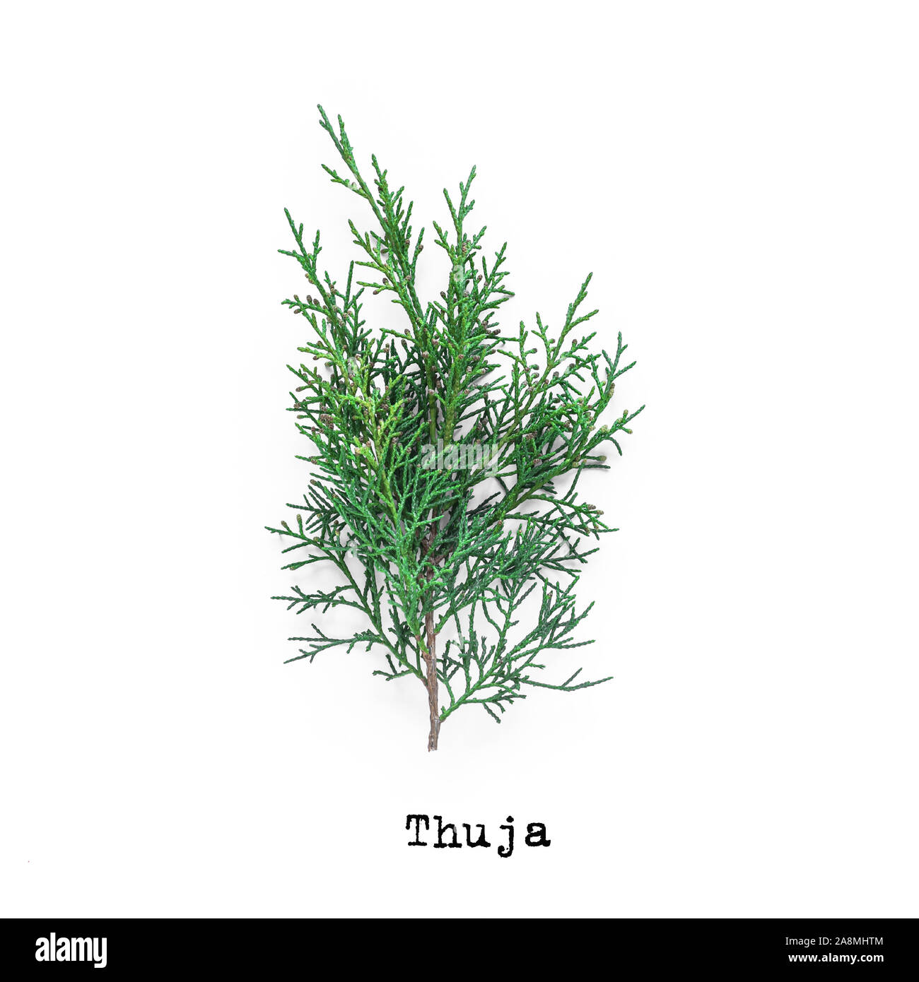 Thuja evergreen plant branch on white background. Stock Photo
