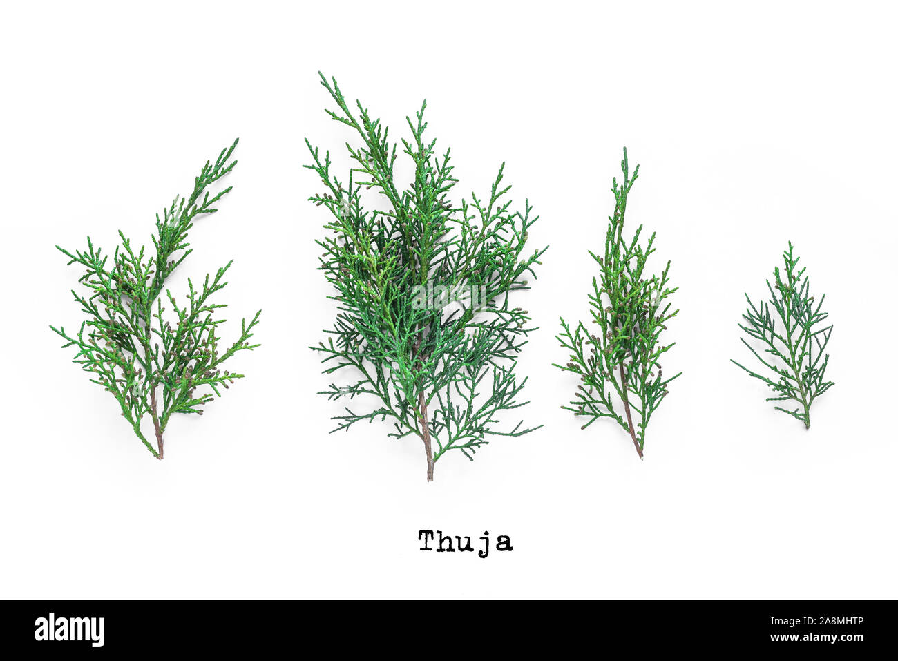 Thuja evergreen plant branches collection on white background. Stock Photo
