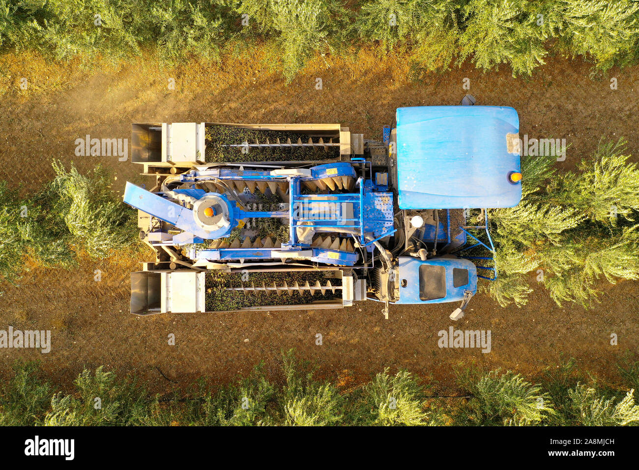 Olive Harvester passing over rows of Olive Trees and softly shaking and detaching the olives off