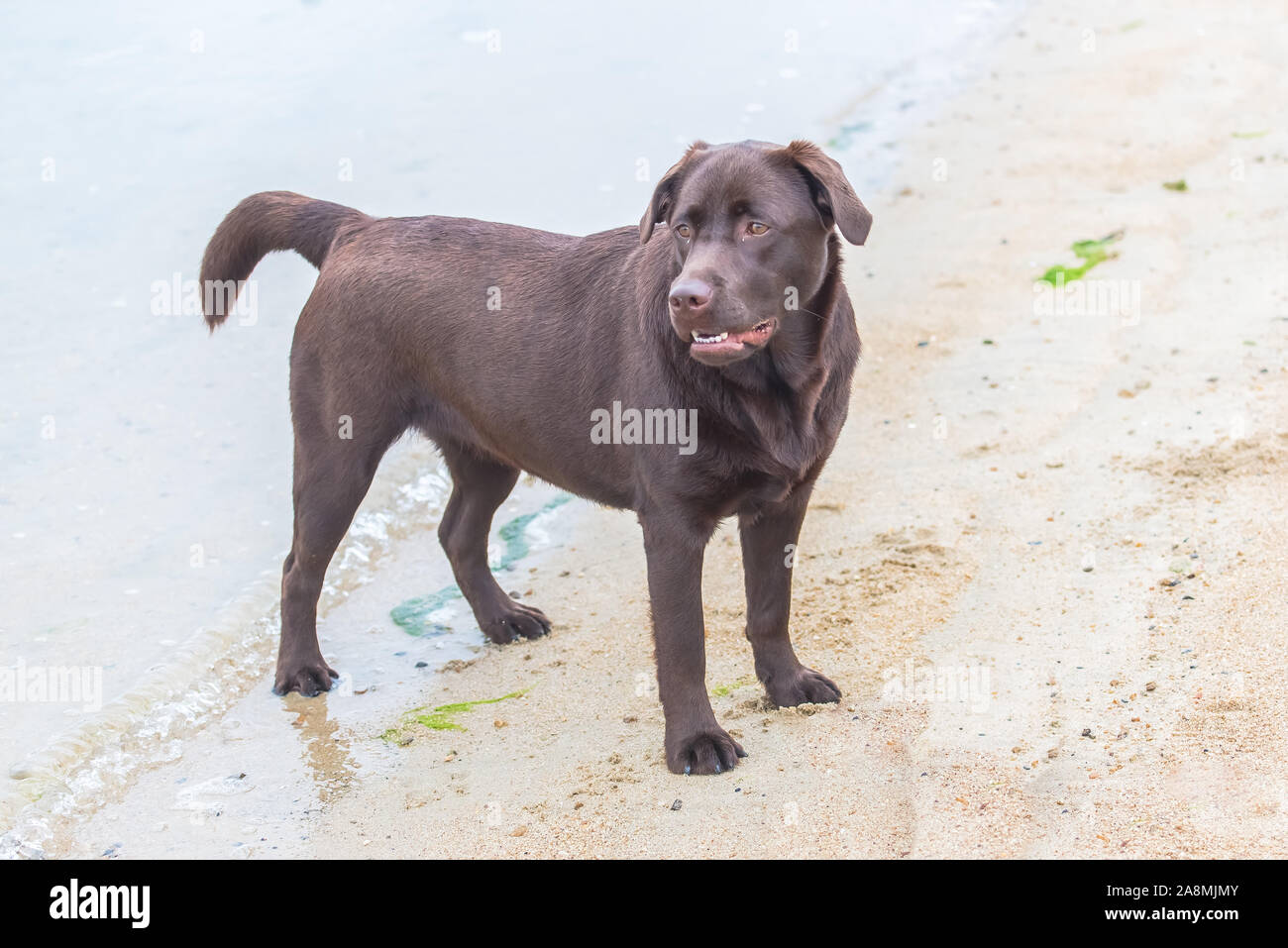 chocolate teddy bear dog