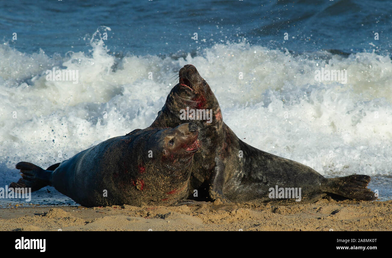 Seals Biting Stock Photo