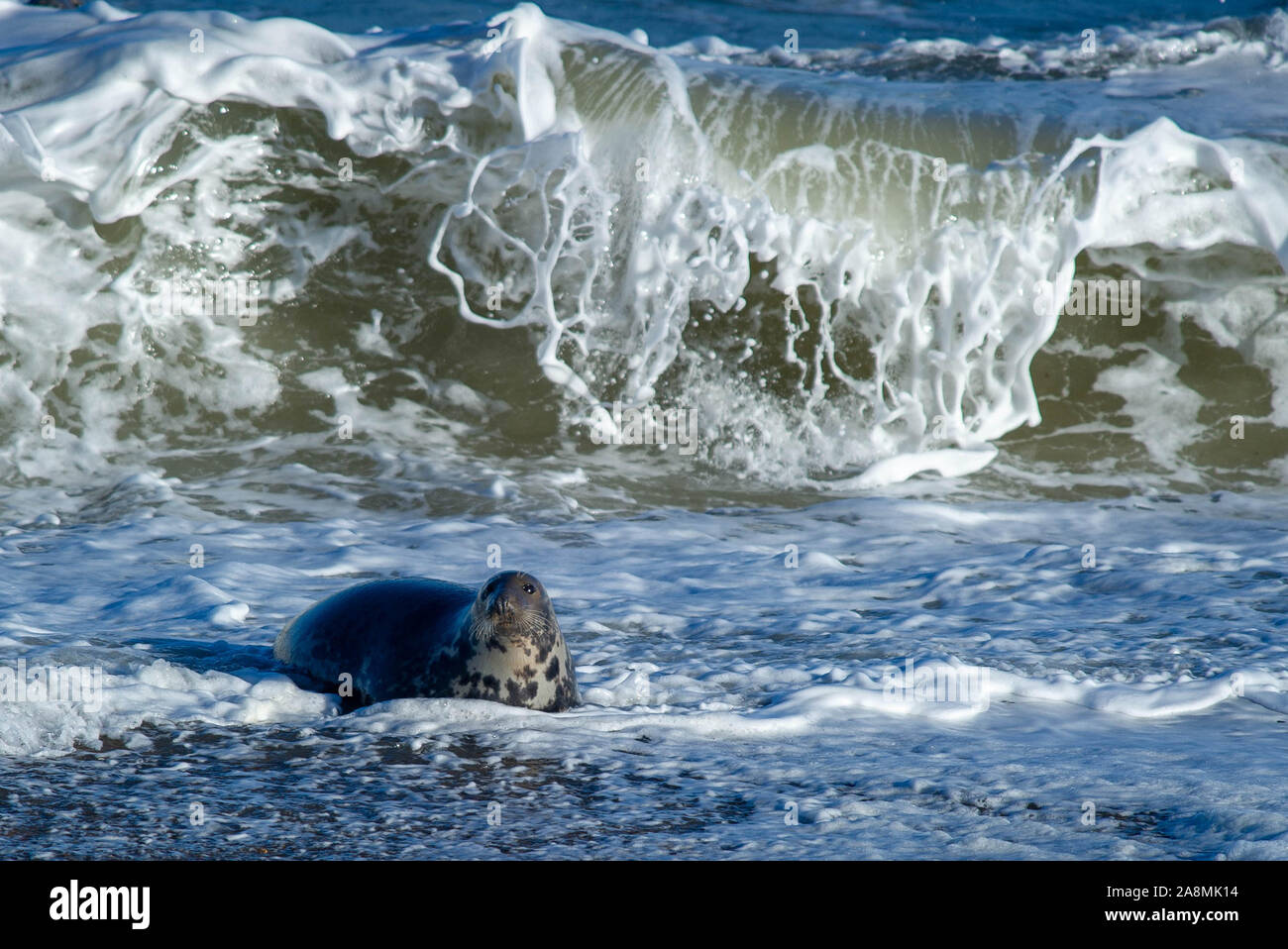 Seal in Spray Stock Photo