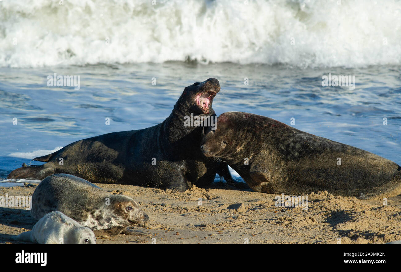 Bull seal fight Stock Photo