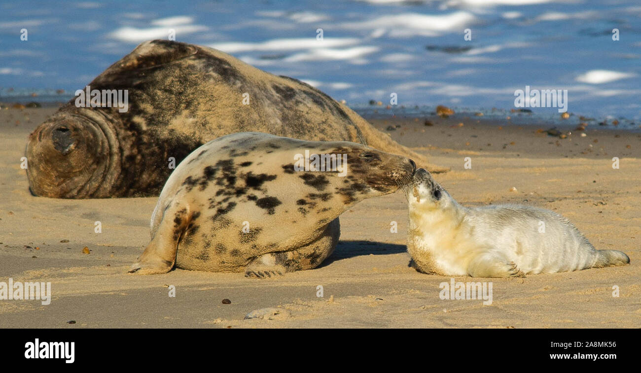 Seals at Horsey ,Happy Mum, Lazy Dad Stock Photo