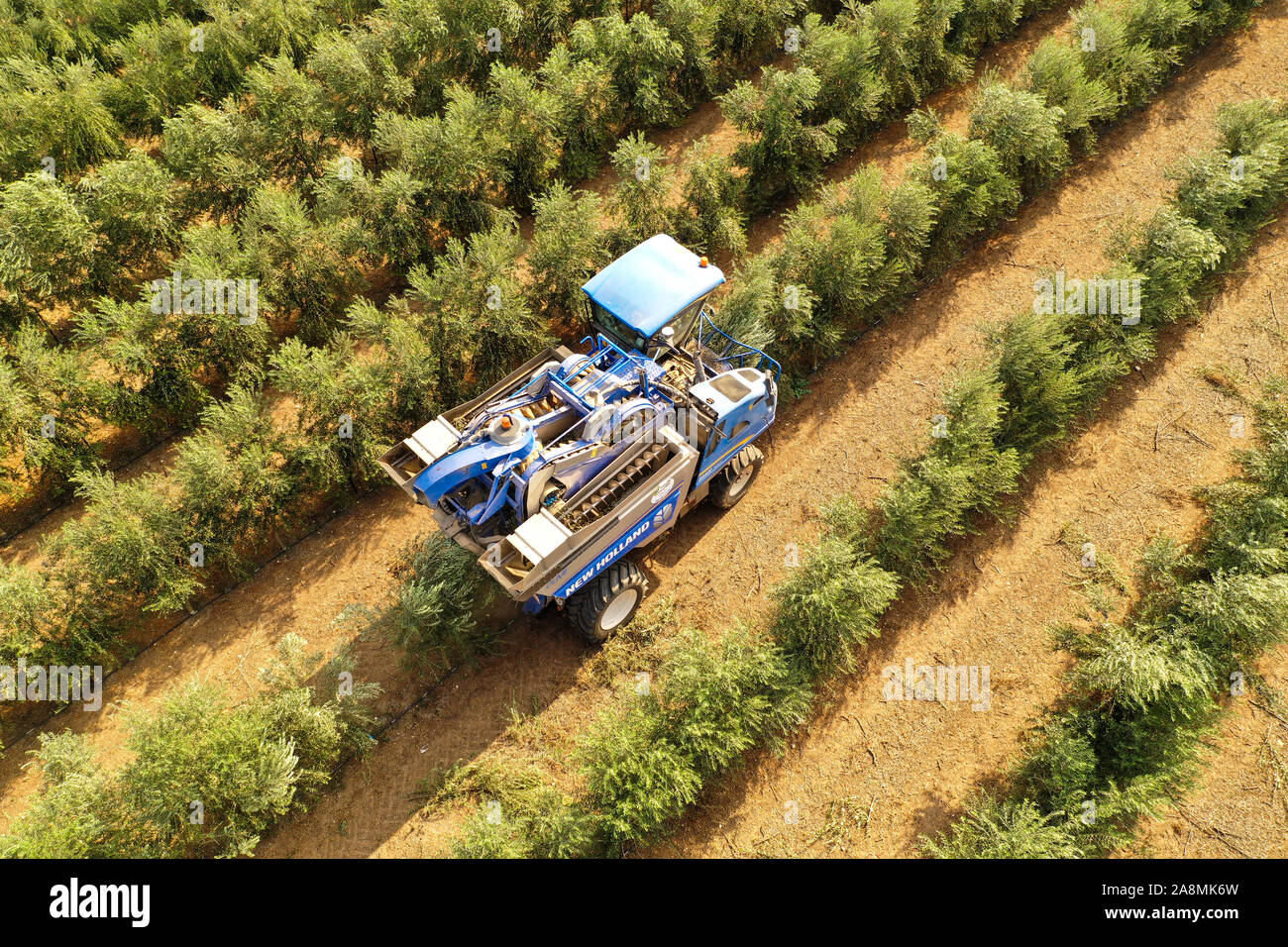 New Holland Olive harvester working in a field, Aerial view. Stock Photo