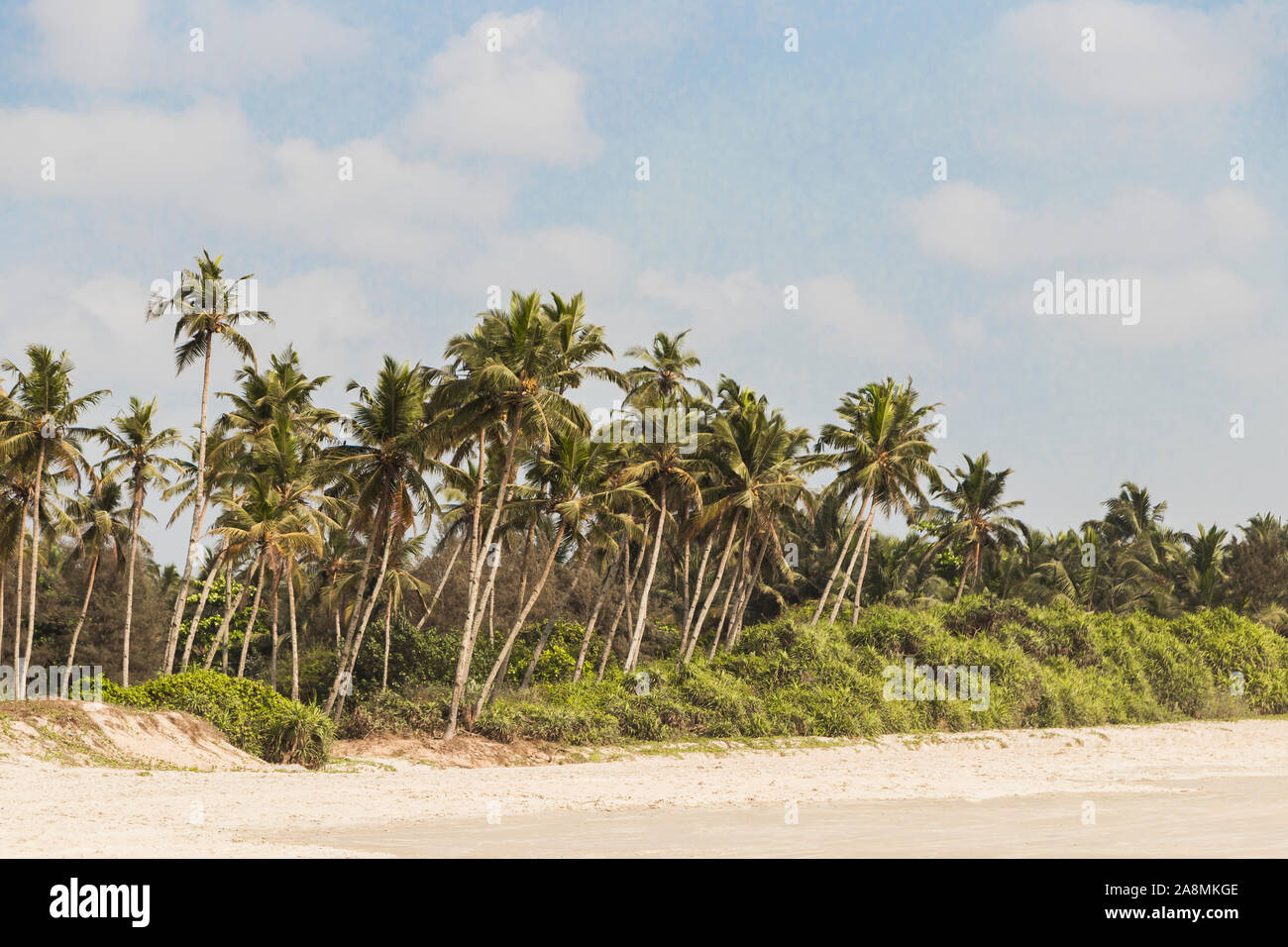 Benaulim Beach, beautiful beach with palms arround in Benaulim, Goa ...