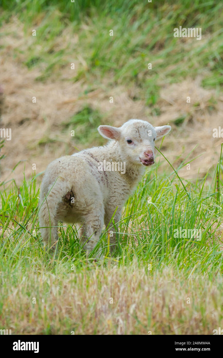 Sheep and lamb, baby sheep and its mother in the moor Stock Photo