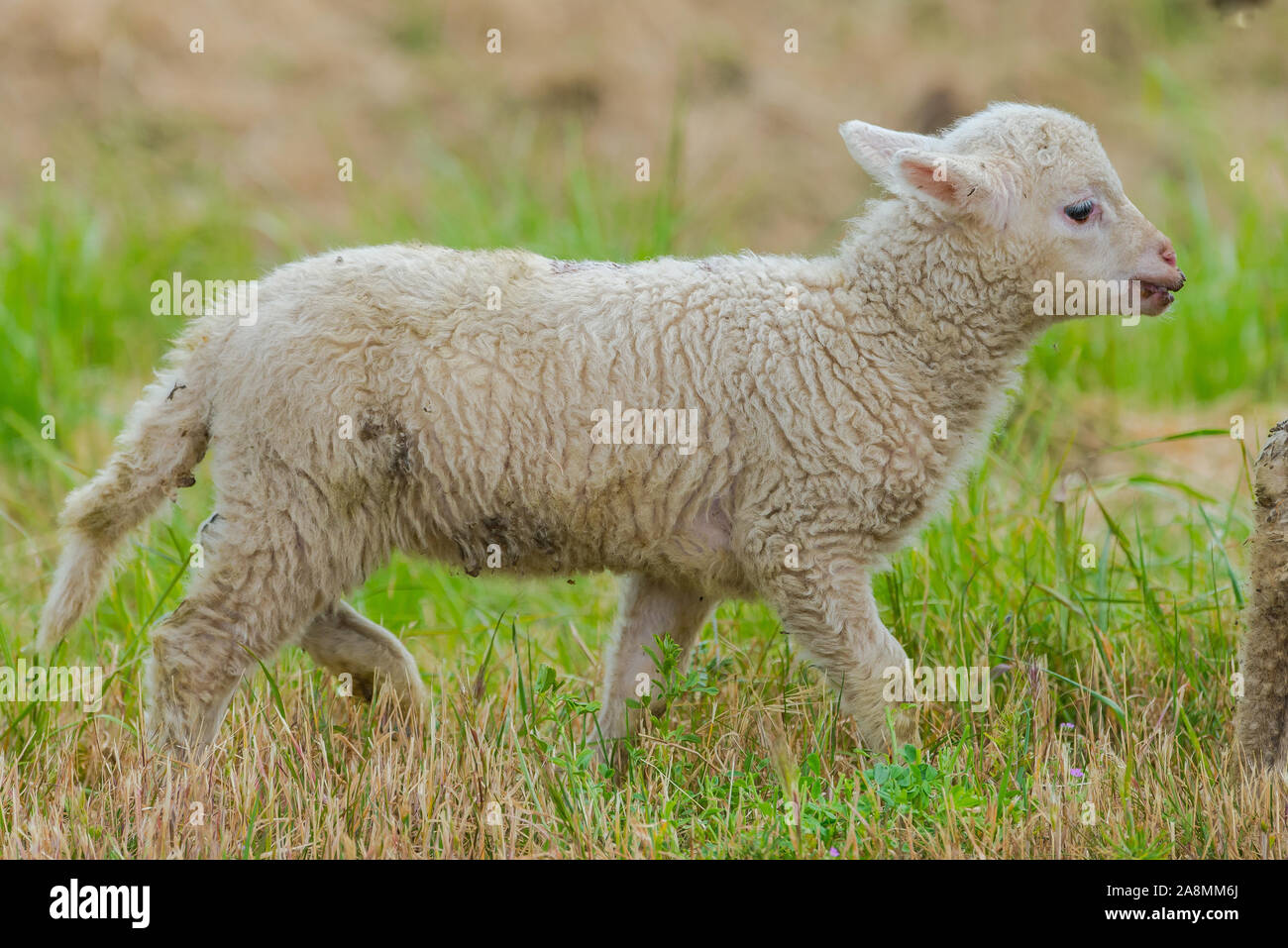 Sheep and lamb, baby sheep and its mother in the moor Stock Photo